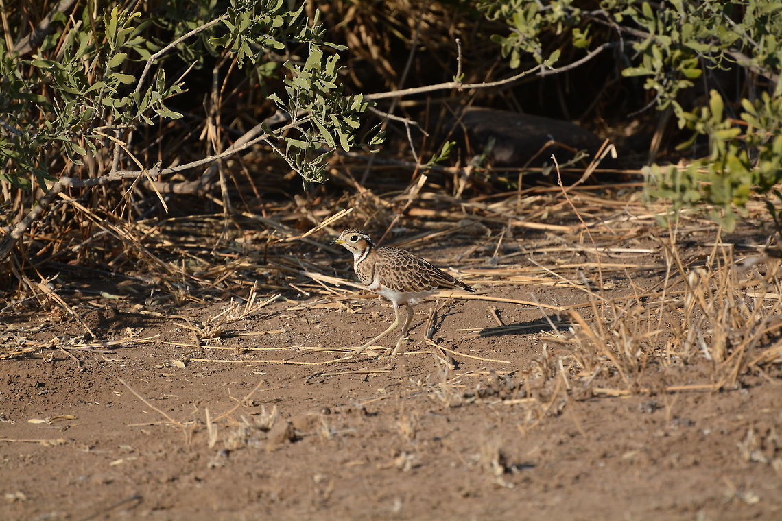 Three banded courser  Botswana,Geotagged,Rhinoptilus cinctus,Three-banded courser,Winter