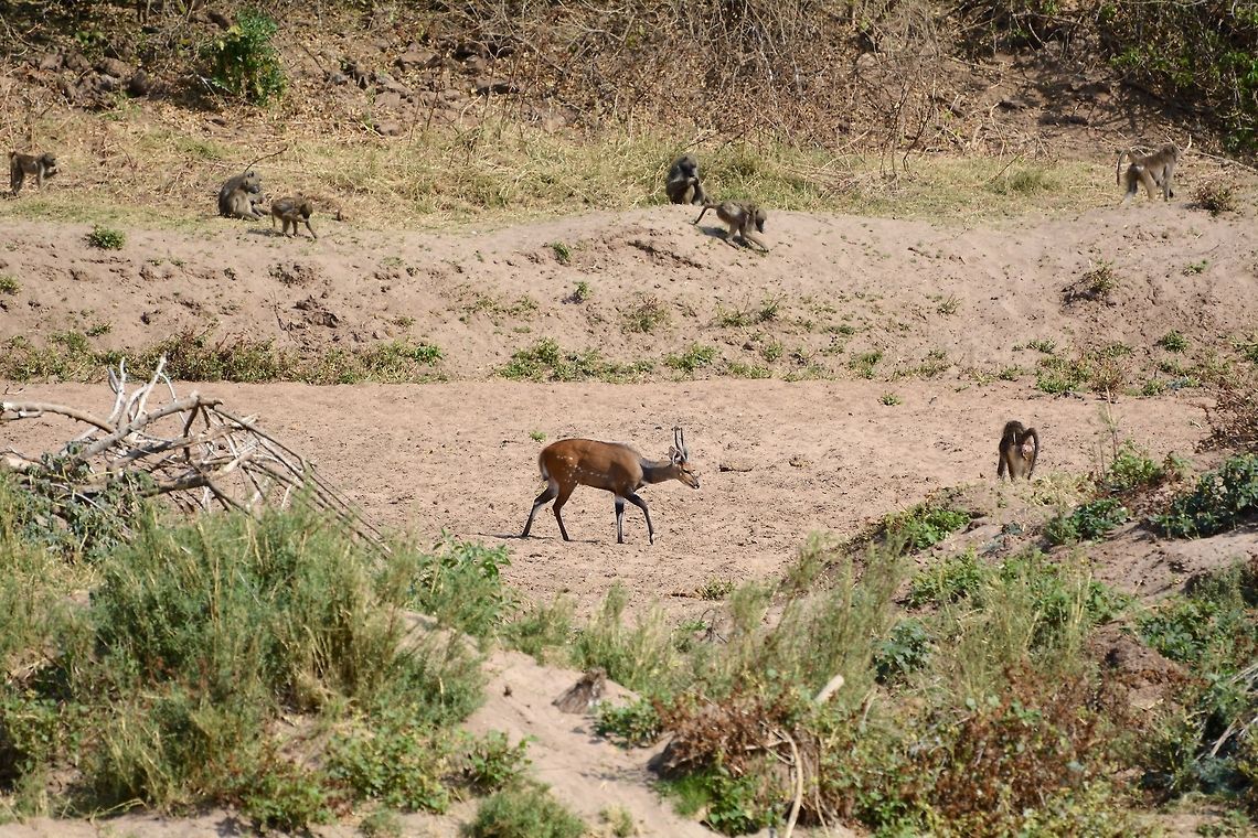 Bushbuck A bushbuck in the middle of a troop of baboons. Botswana,Geotagged,Imbabala,Tragelaphus sylvaticus,Winter