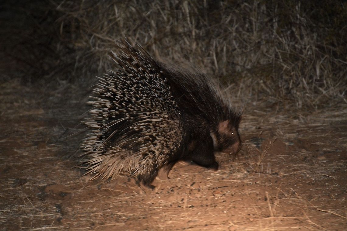 Crested porcupine  Botswana,Crested porcupine,Geotagged,Hystrix cristata,Winter