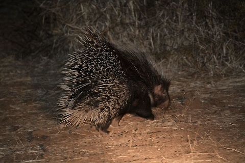 Crested porcupine  Botswana,Crested porcupine,Geotagged,Hystrix cristata,Winter