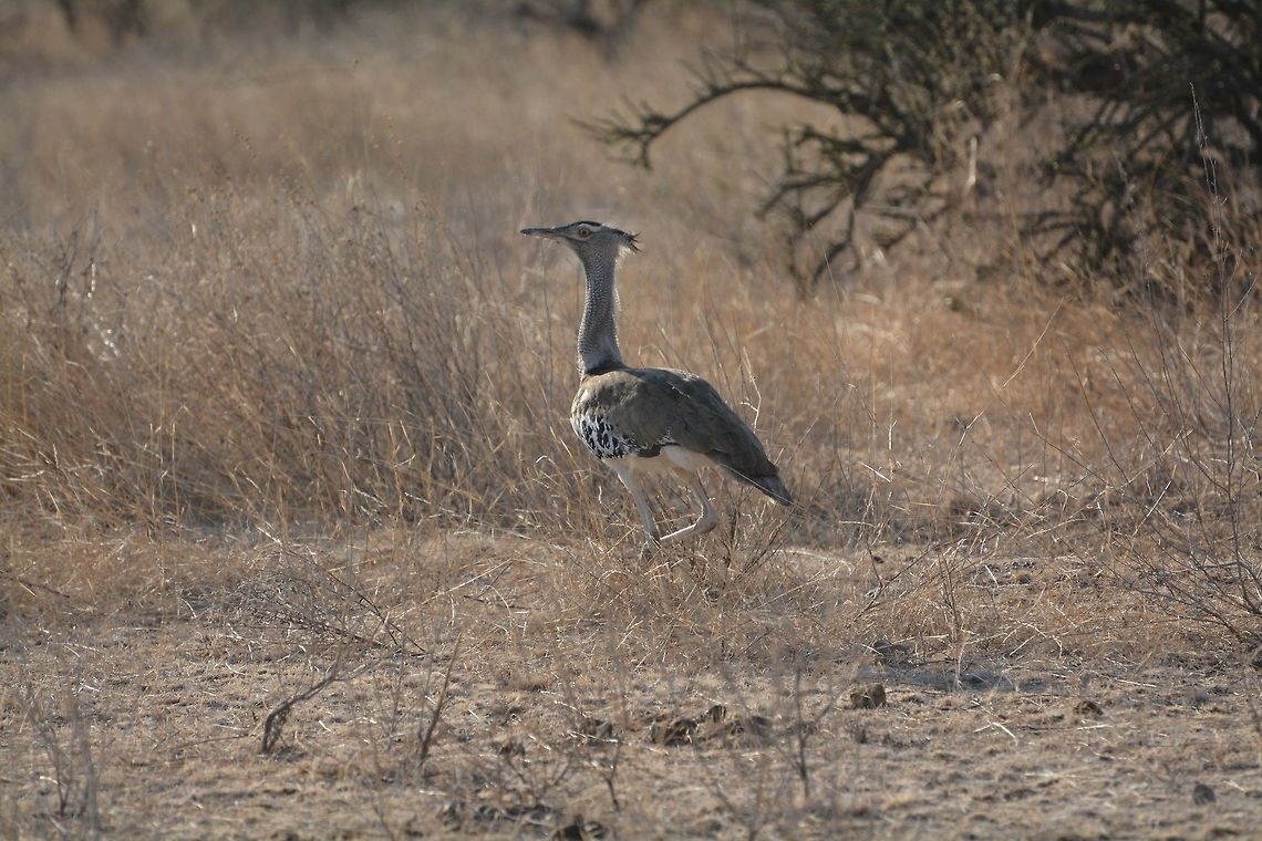 Kori Bustard  Ardeotis kori,Botswana,Geotagged,Kori bustard,Winter