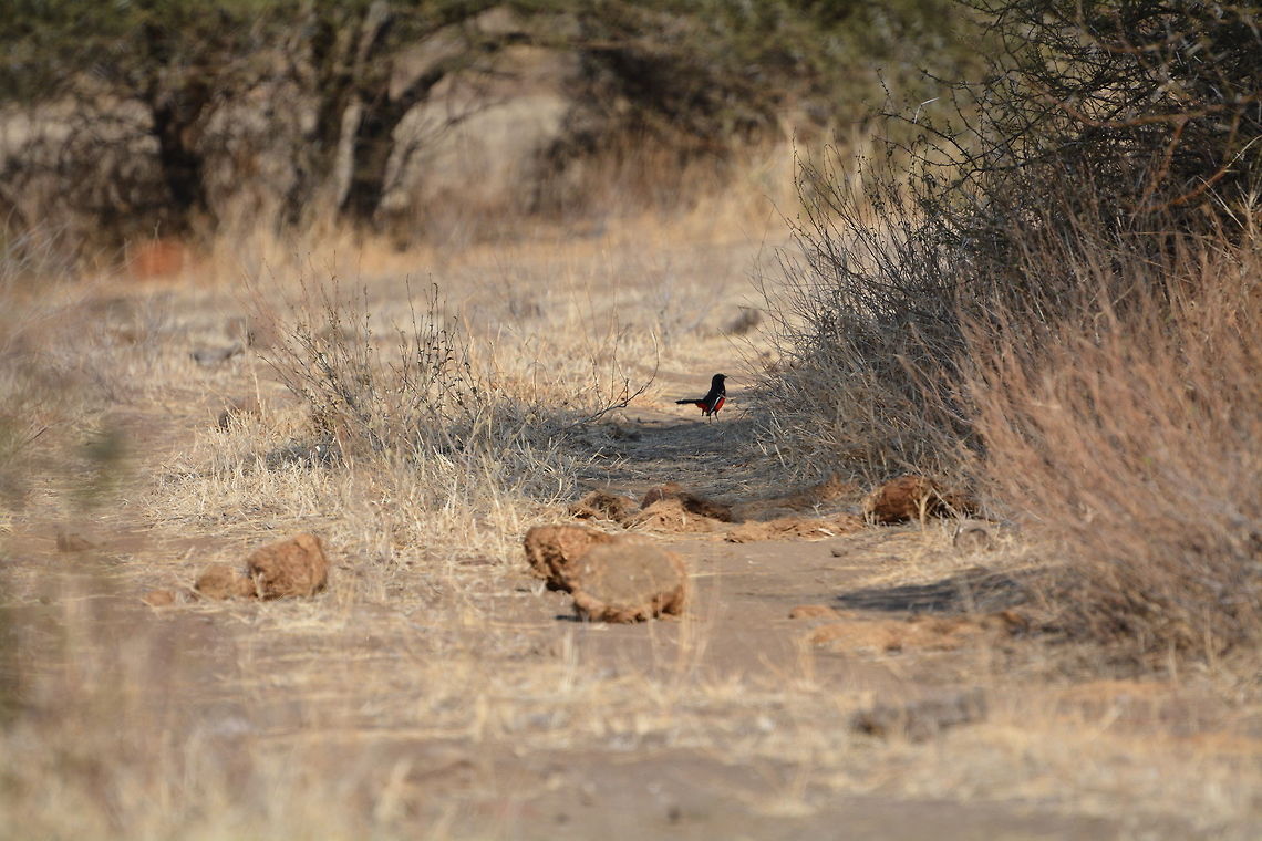 Crimson breasted shrike  Botswana,Crimson-breasted shrike,Geotagged,Laniarius atrococcineus,Winter