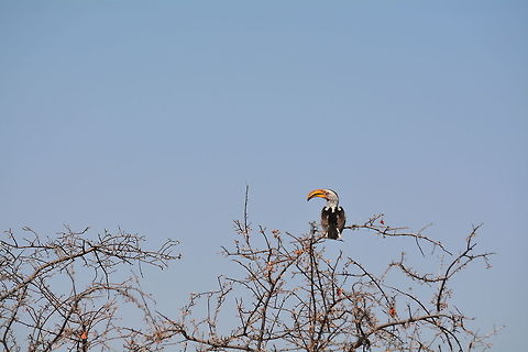 Southern Yellow-Billed Hornbill  Botswana,Geotagged,Southern Yellow-billed Hornbill,Tockus leucomelas,Winter