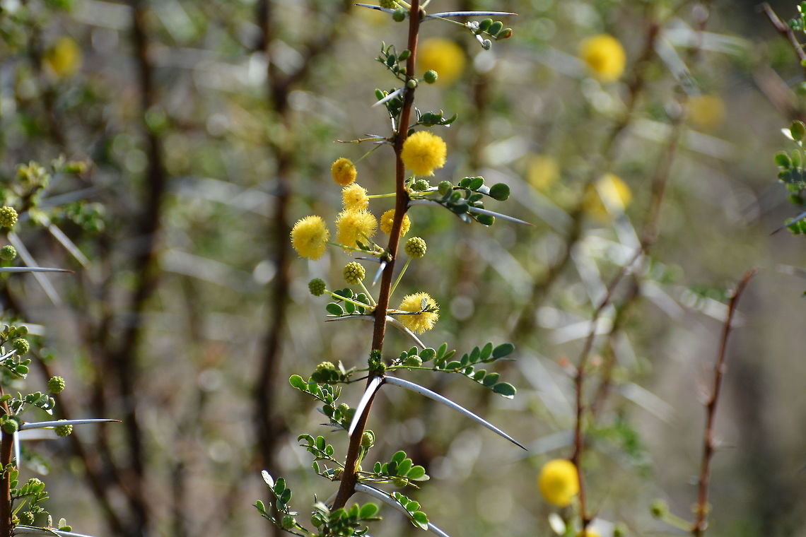 Acacia  Botswana,Geotagged,Vachellia erioloba,Winter