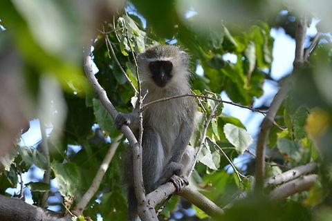 Vervet Monkey  Botswana,Chlorocebus pygerythrus,Geotagged,Vervet monkey,Winter
