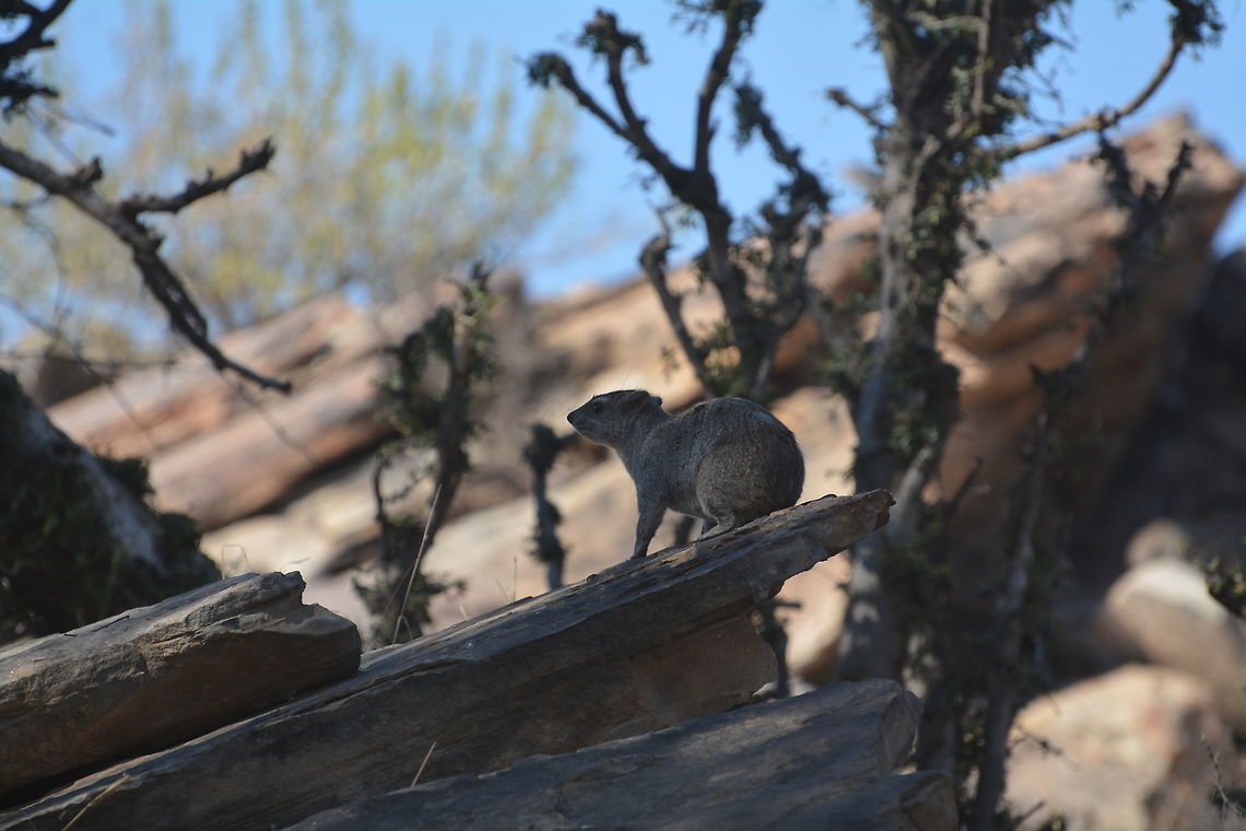 Rock Hyrax  Botswana,Geotagged,Procavia capensis,Rock hyrax,Winter