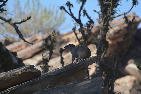 Rock Hyrax  Botswana,Geotagged,Procavia capensis,Rock hyrax,Winter