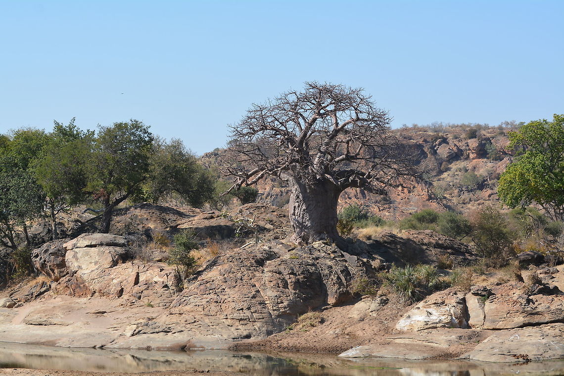 Baobab tree  Adansonia kilima,Botswana,Geotagged,Winter