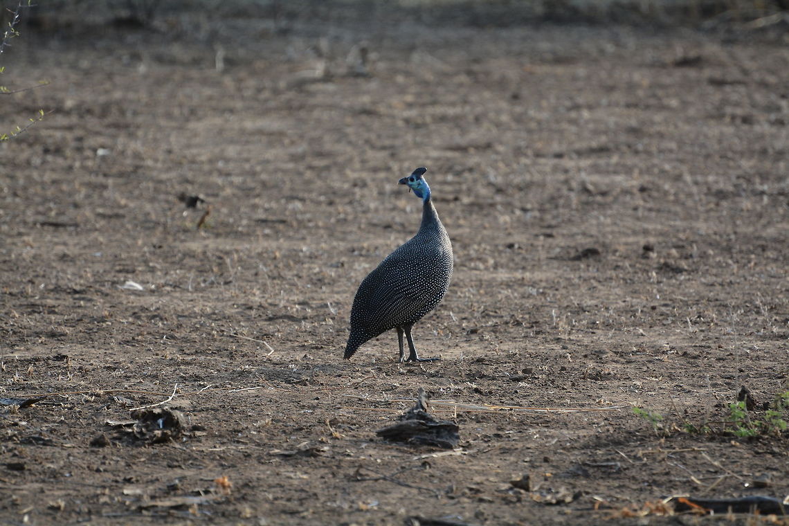 Helmeted Guineafowl  Botswana,Geotagged,Helmeted Guineafowl,Numida meleagris,Winter