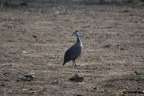 Helmeted Guineafowl  Botswana,Geotagged,Helmeted Guineafowl,Numida meleagris,Winter
