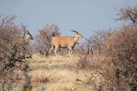 Eland  Botswana,Common eland,Geotagged,Taurotragus oryx,Winter