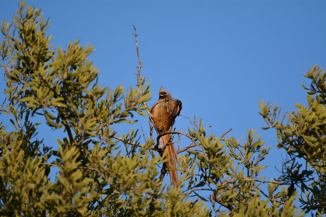 Speckled Mousebird  Botswana,Colius striatus,Geotagged,Speckled Mousebird,Winter
