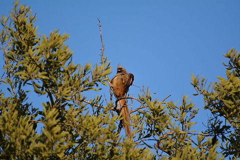 Speckled Mousebird  Botswana,Colius striatus,Geotagged,Speckled Mousebird,Winter