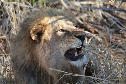 Pearly whites  Botswana,Geotagged,Lion,Panthera leo,Winter