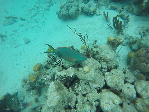 Stoplight Parrotfish  Geotagged,Sparisoma viride,Stoplight parrotfish,TKCA 1ZZ,Turks and Caicos Islands,Winter