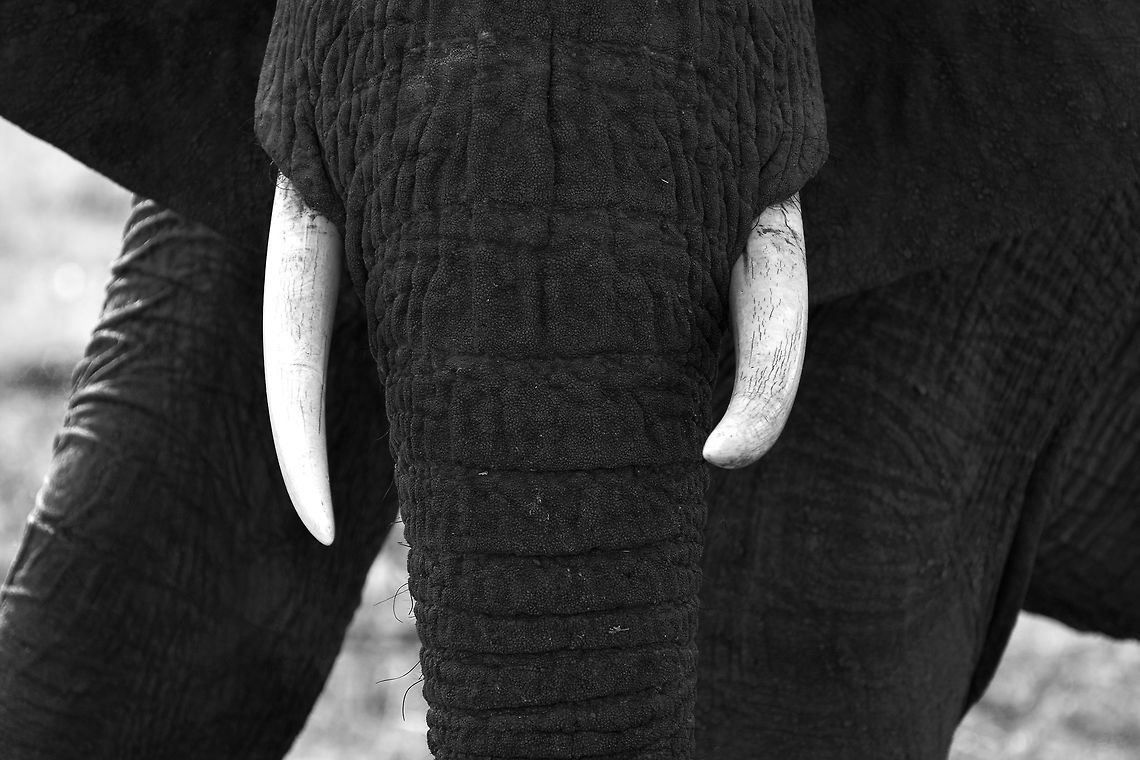 Tusks The alignment and texture in tusks almost parallel the position and skin texture in the legs. African bush elephant,Botswana,Geotagged,Loxodonta africana,Winter