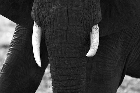 Tusks The alignment and texture in tusks almost parallel the position and skin texture in the legs. African bush elephant,Botswana,Geotagged,Loxodonta africana,Winter