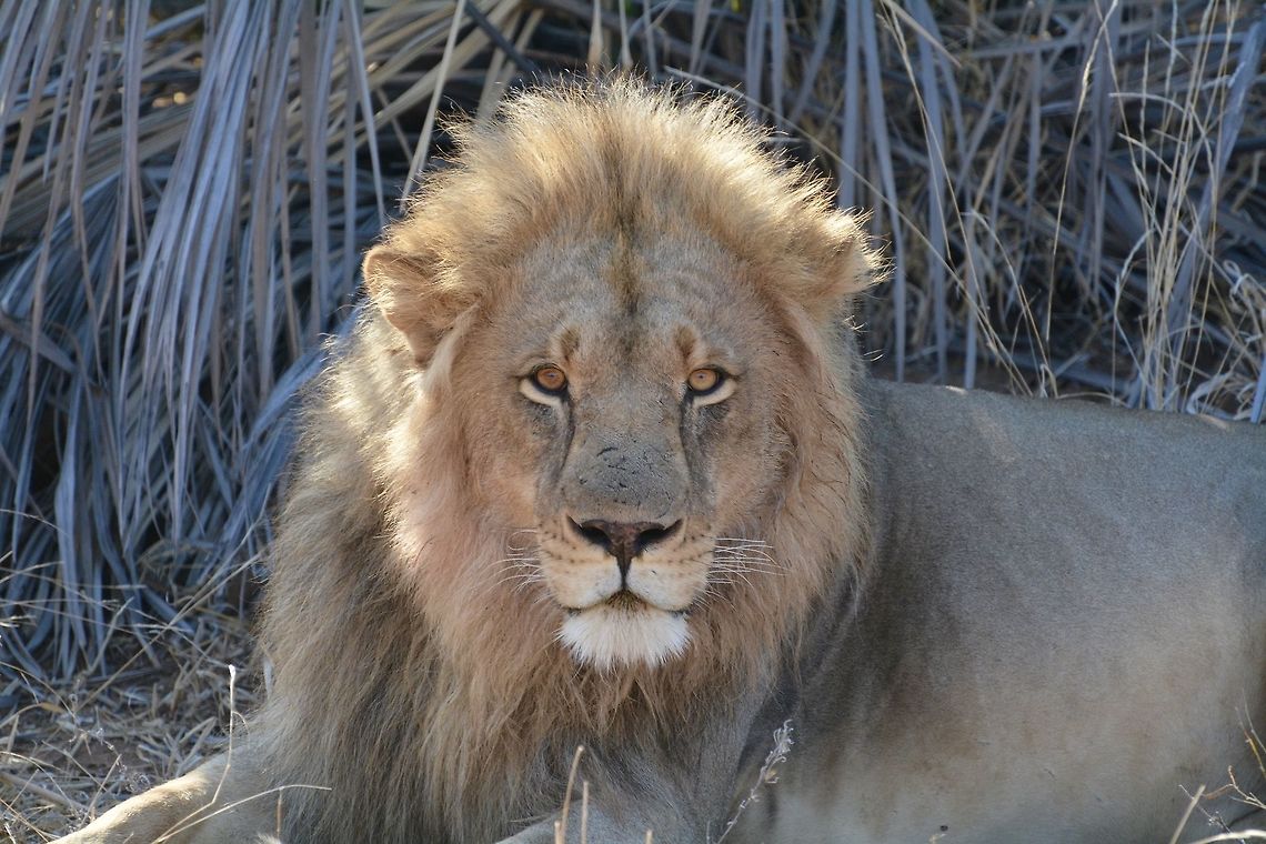 Lion Stare  Botswana,Geotagged,Lion,Panthera leo,Winter