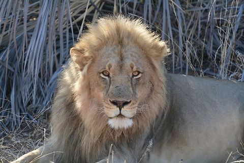 Lion Stare  Botswana,Geotagged,Lion,Panthera leo,Winter