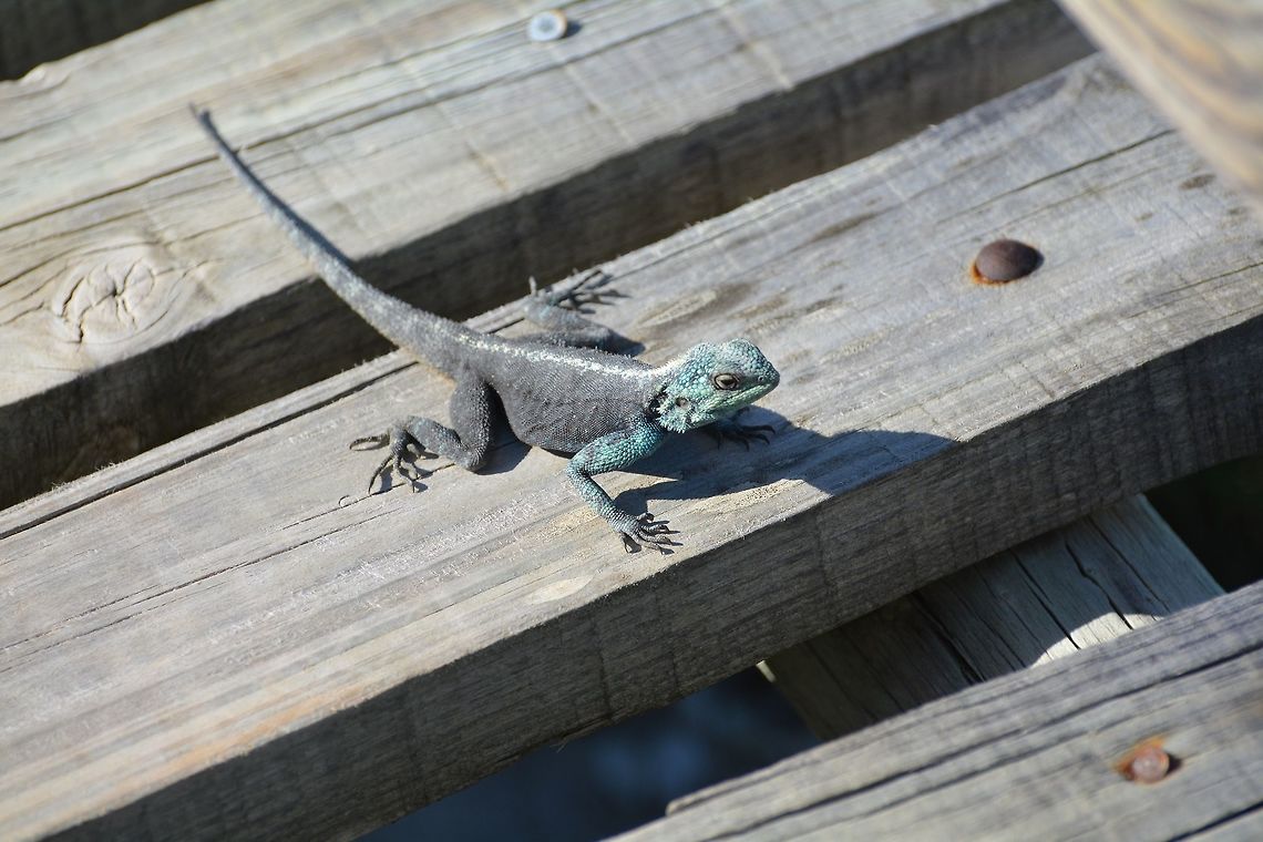 Agama atra  Agama atra,Geotagged,South Africa,Southern rock agama,Winter