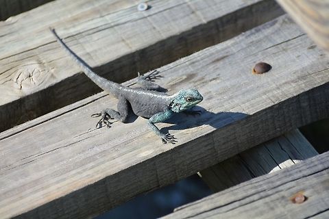 Agama atra  Agama atra,Geotagged,South Africa,Southern rock agama,Winter