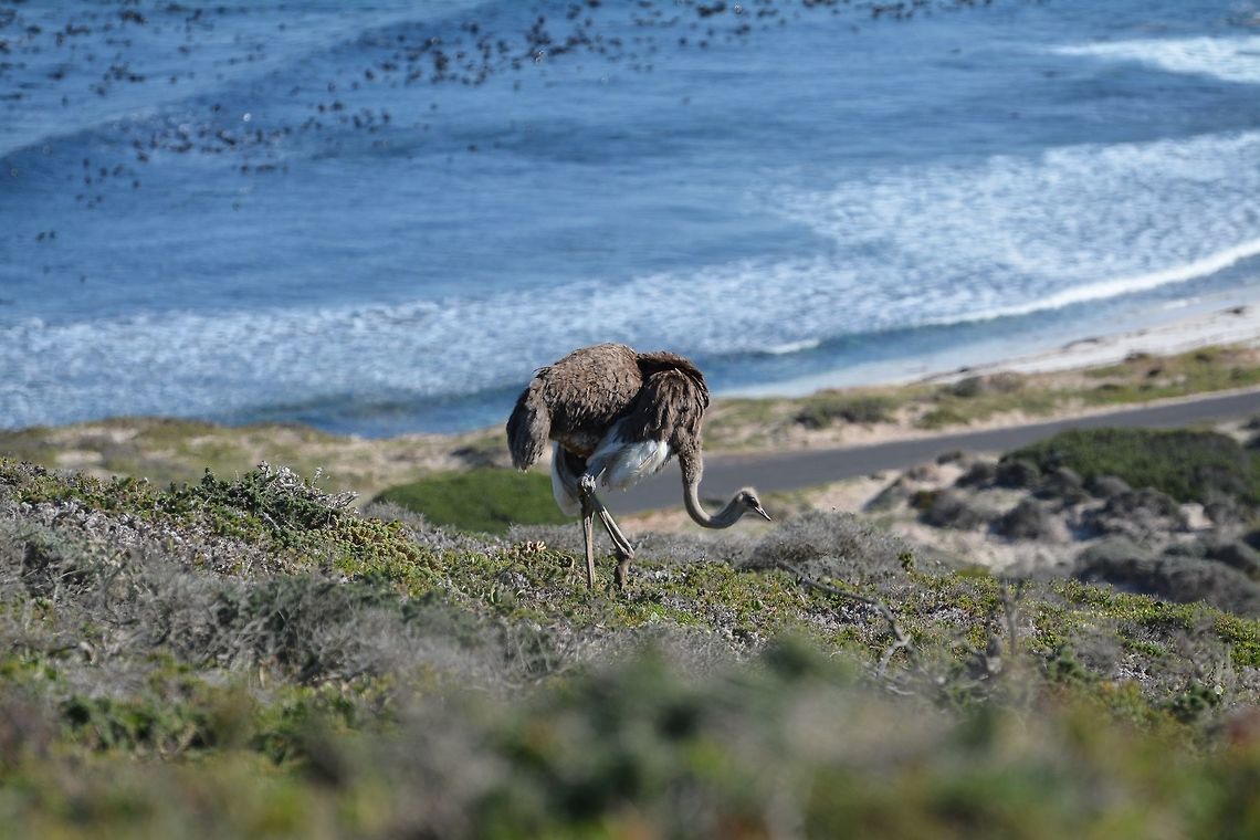 Ostrich on the Cape  Geotagged,Ostrich,South Africa,Struthio camelus,Winter