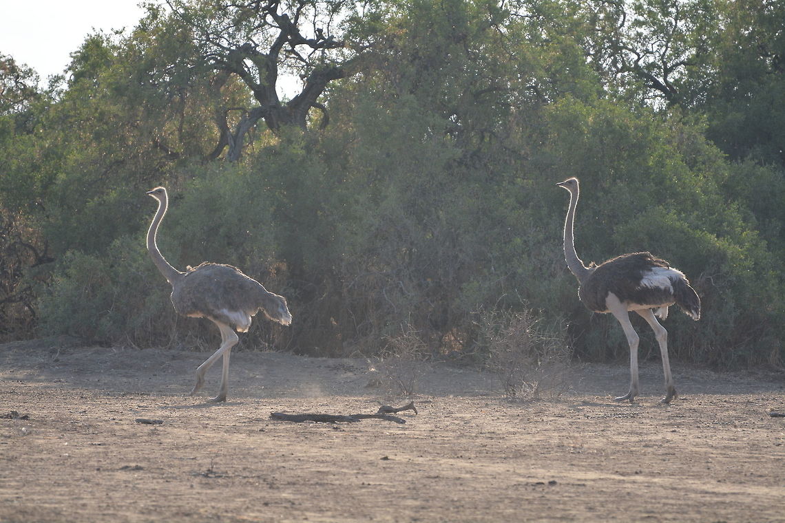 Common Ostrich  Botswana,Geotagged,Ostrich,Struthio camelus,Winter