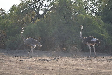 Common Ostrich  Botswana,Geotagged,Ostrich,Struthio camelus,Winter