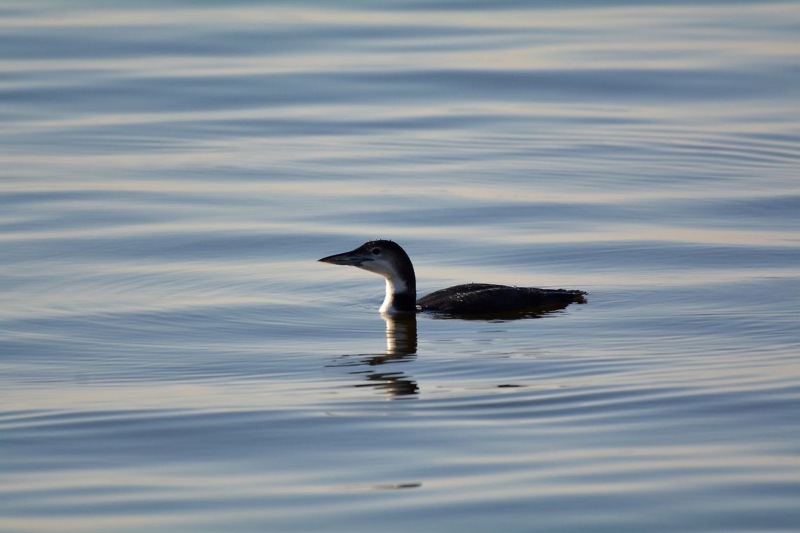 Common Loon  Common loon,Fall,Gavia immer,Geotagged,Maryland,United States