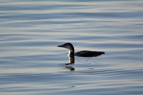 Common Loon  Common loon,Fall,Gavia immer,Geotagged,Maryland,United States