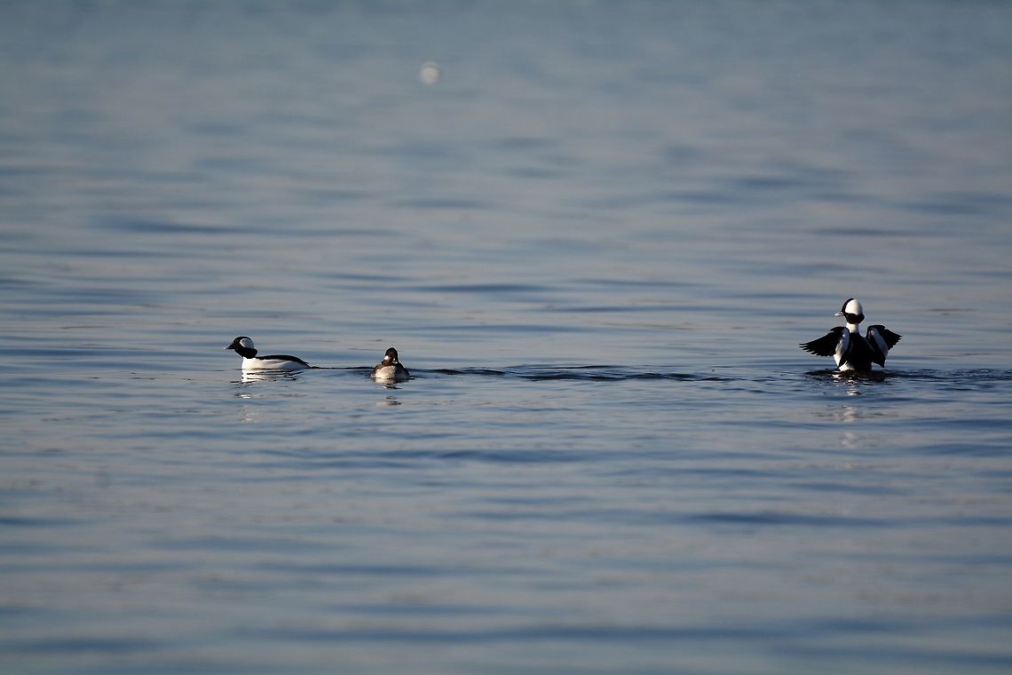 Bufflehead, MD, USA  Bucephala albeola,Bufflehead,Fall,Geotagged,Maryland,United States