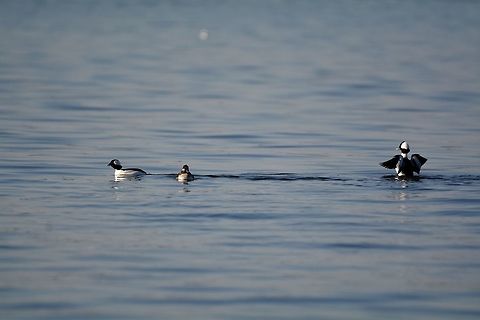 Bufflehead, MD, USA  Bucephala albeola,Bufflehead,Fall,Geotagged,Maryland,United States