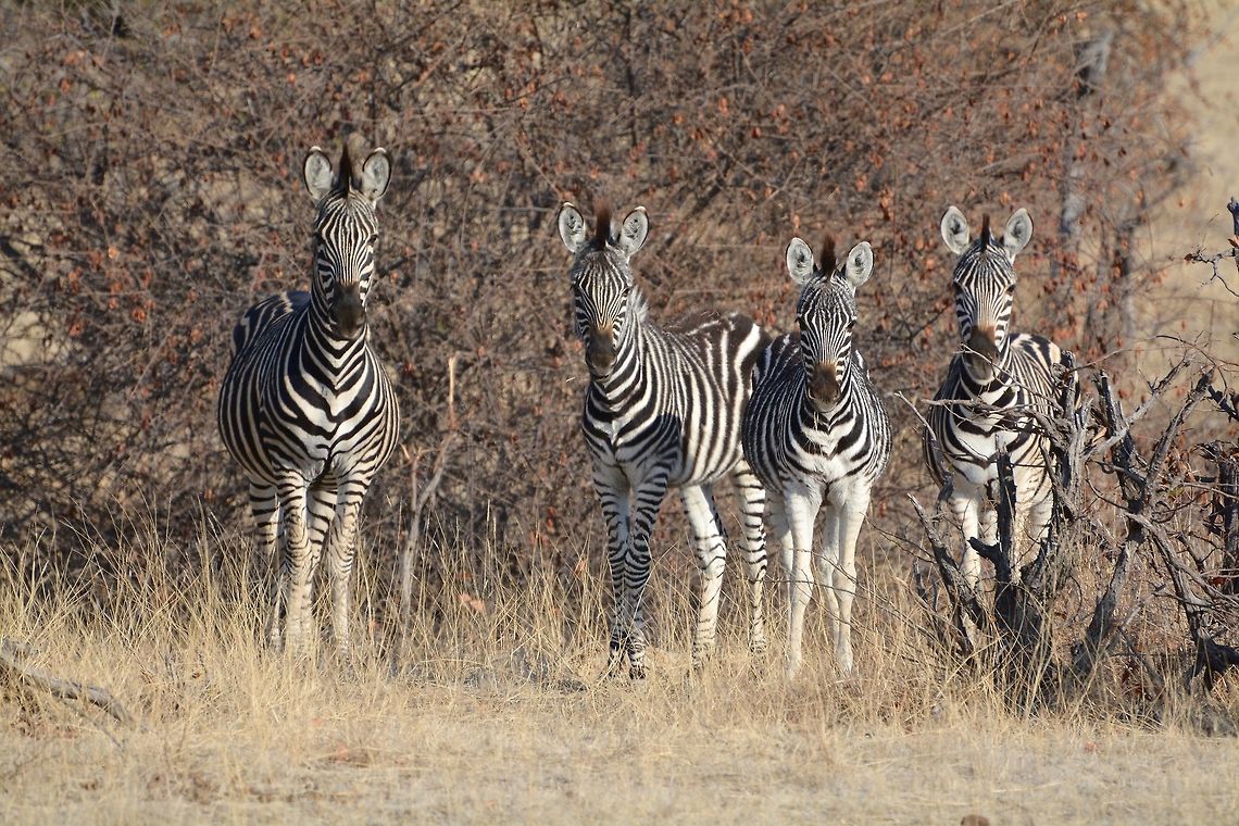 Zebra Quartet  Botswana,Burchells zebra,Equus quagga burchellii,Geotagged,Winter