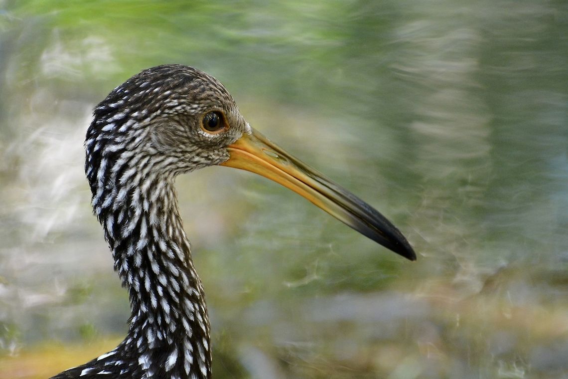 Limpkin  Aramus guarauna,Geotagged,Limpkin,Mexico,Winter