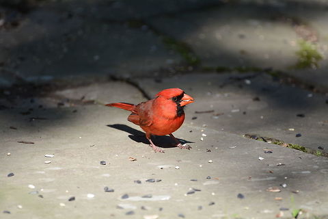 Northern Cardinal  Cardinalis cardinalis,Geotagged,Northern Cardinal,Spring,United States
