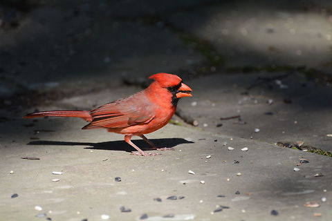 Northern Cardinal  Cardinalis cardinalis,Geotagged,Northern Cardinal,Spring,United States