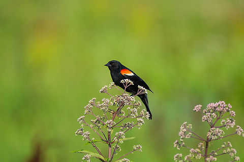 Red-Winged Blackbird  Agelaius phoeniceus,Geotagged,Maryland,Red-winged blackbird,Summer,United States