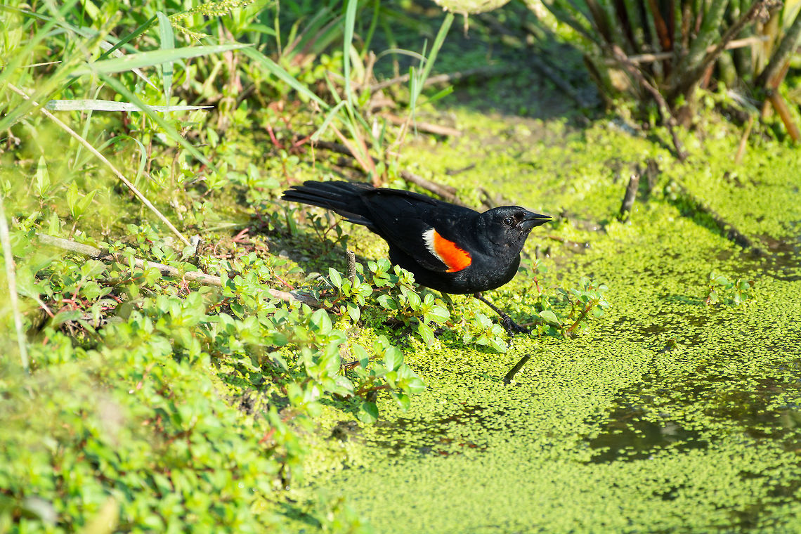 Red-Winged Blackbird getting a drink  Agelaius phoeniceus,Geotagged,Red-winged blackbird,Summer,United States
