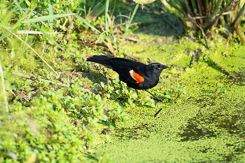 Red-Winged Blackbird getting a drink  Agelaius phoeniceus,Geotagged,Red-winged blackbird,Summer,United States