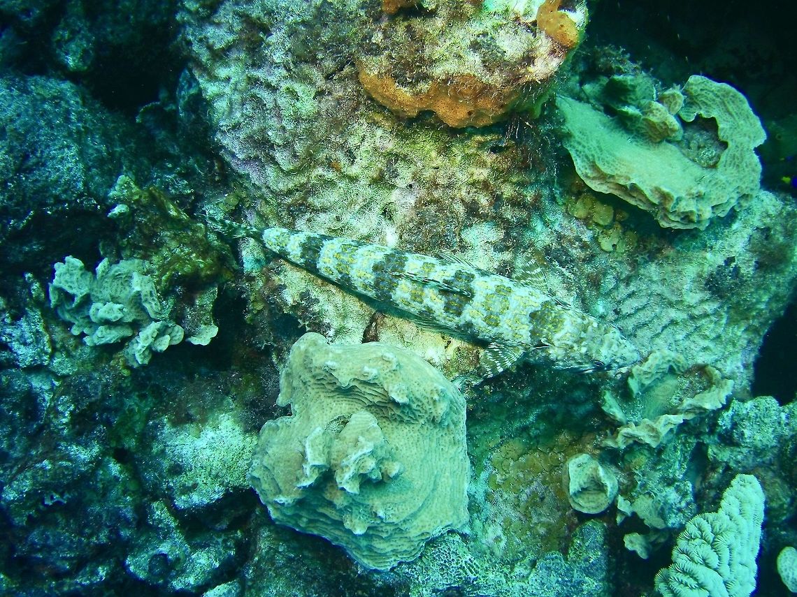 Sand Diver  Caribbean Netherlands,Geotagged,Sand diver,Synodus intermedius,Winter