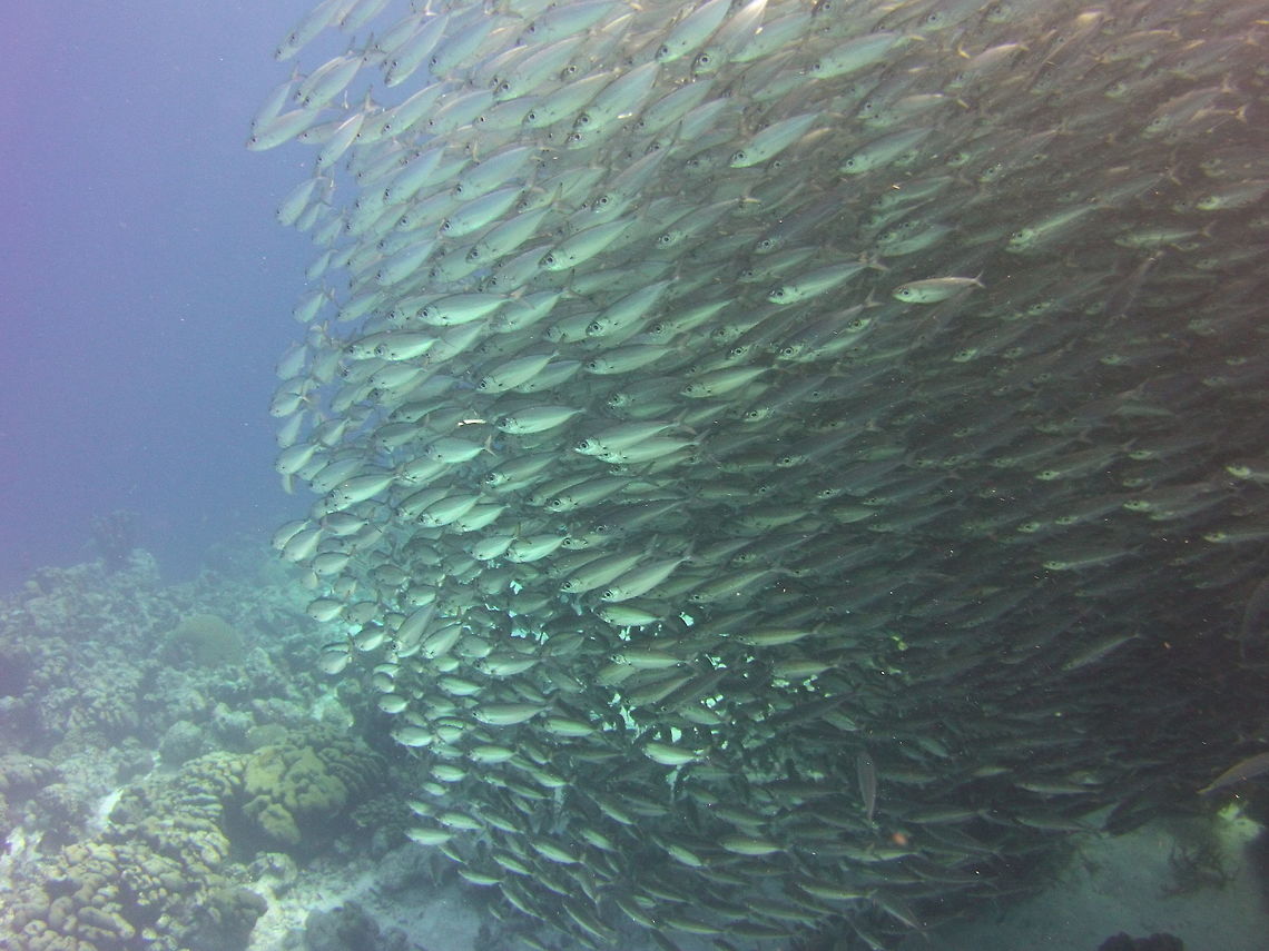 Bigeye Scad School  Bigeye scad,Caribbean Netherlands,Geotagged,Selar crumenophthalmus,Winter
