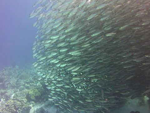 Bigeye Scad School  Bigeye scad,Caribbean Netherlands,Geotagged,Selar crumenophthalmus,Winter