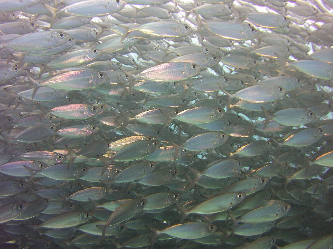 Bigeye Scad  Bigeye scad,Caribbean Netherlands,Geotagged,Selar crumenophthalmus,Winter