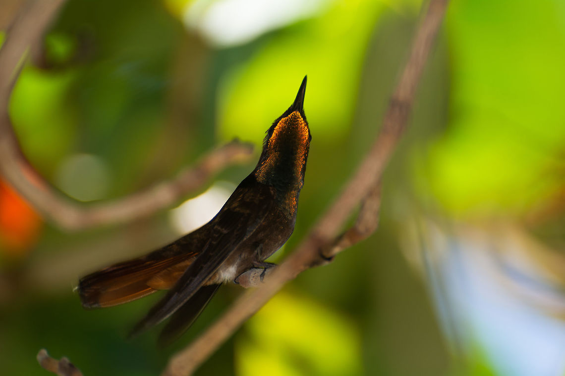 Ruby Topaz Hummingbird  Caribbean Netherlands,Chrysolampis mosquitus,Geotagged,Ruby-topaz hummingbird,Summer