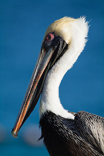 Brown Pelican  Brown pelican,Caribbean Netherlands,Geotagged,Pelecanus occidentalis,Summer