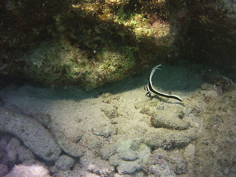 Juvenile Spotted Drum  Caribbean Netherlands,Equetus punctatus,Geotagged,Spotted drum,Winter