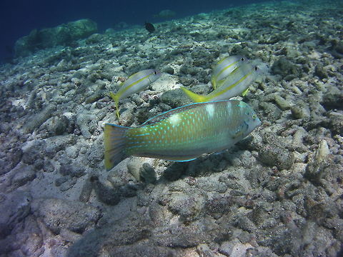 Puddingwife wrasse-initial phase  Caribbean Netherlands,Geotagged,Halichoeres radiatus,Puddingwife wrasse,Winter
