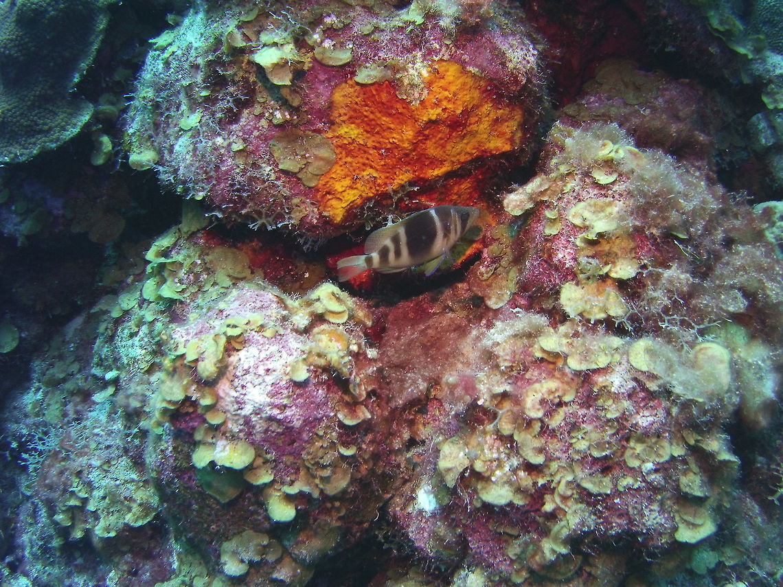Barred Hamlet  Barred Hamlet,Caribbean Netherlands,Geotagged,Hypoplectrus puella,Winter