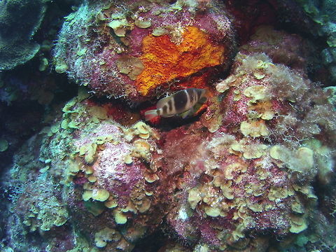 Barred Hamlet  Barred Hamlet,Caribbean Netherlands,Geotagged,Hypoplectrus puella,Winter