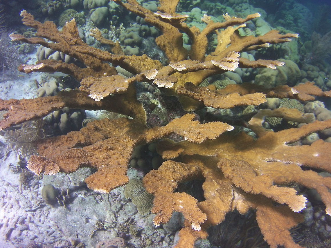 Elkhorn Coral  Acropora palmata,Caribbean Netherlands,Elkhorn Coral,Geotagged,Winter